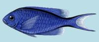 Image of: Chromis cyanea (blue chromis)