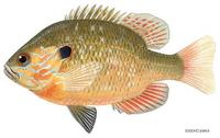 Image of: Lepomis megalotis (longear sunfish)