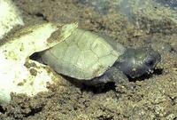 Image of: Clemmys insculpta (North American wood turtle)