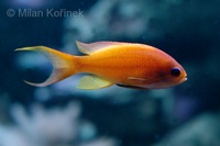 Pseudanthias squamipinnis - Lyretail Anthias