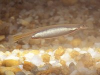 Vandellia cirrhosa - Candiru