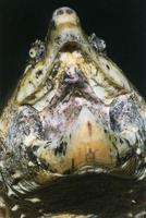 Macrochelys temminckii - Alligator Snapping Turtle