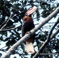 Rufous Hornbill - Buceros hydrocorax