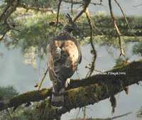 Mountain Hawk Eagle - Spizaetus nipalensis