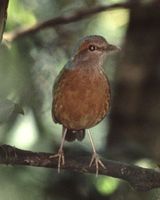 Blue-rumped Pitta - Pitta soror