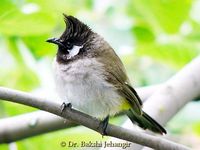 Himalayan Bulbul - Pycnonotus leucogenys