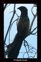 Pheasant Coucal