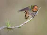 Rufous-crested Coquette (Lophornis delattrei) photo