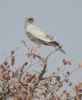 Pale Chanting-Goshawk - Melierax canorus