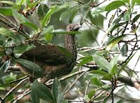 Speckled Chachalaca - Ortalis guttata