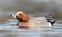 Eurasian Wigeon (Anas penelope) photo