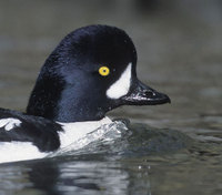 Barrow's Goldeneye (Bucephala islandica) photo