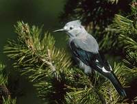 Clark's Nutcracker (Nucifraga columbiana) photo