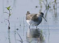 Green Sandpiper (Tringa ochropus) photo