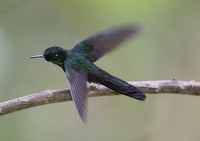 Tourmaline Sunangel (Heliangelus exortis) photo