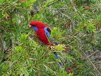 Crimson Rosella - Platycercus elegans