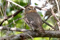 Cuban Pygmy-Owl - Glaucidium siju