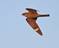 Lesser Nighthawk - Chordeiles acutipennis