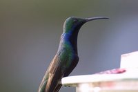 Black-throated Mango - Anthracothorax nigricollis