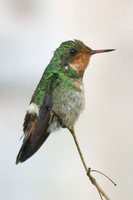 Frilled Coquette - Lophornis magnificus