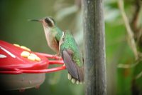 Speckled Hummingbird - Adelomyia melanogenys