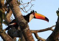 Toco Toucan - Ramphastos toco