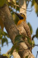 Campo Flicker - Colaptes campestris