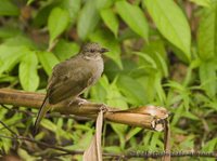 Olive-winged Bulbul - Pycnonotus plumosus