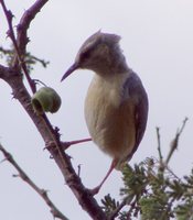 Cape Crombec - Sylvietta rufescens