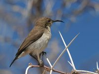 Dusky Sunbird - Cinnyris fuscus