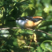 Luehder's Bushshrike - Laniarius luehderi