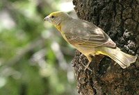 Hepatic Tanager - Piranga flava