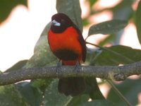 Crimson-backed Tanager - Ramphocelus dimidiatus