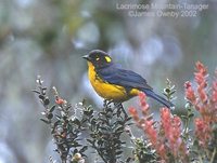 Lacrimose Mountain-Tanager - Anisognathus lacrymosus