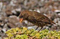 Sharp-beaked Ground-Finch - Geospiza difficilis