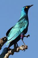 Greater Blue-eared Glossy-Starling (Lamprotornis chalybaeus)