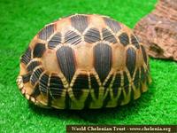 Burmese Star Tortoise, Geochelone platynota