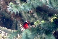 Crimson-backed Tanager