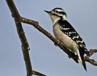 Downey Woodpecker -Female