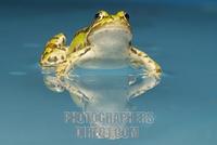 Edible frog ( Rana esculenta ) in the water stock photo