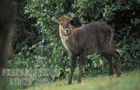 Young Defassa waterbuck , Kobus ellipsiprymnus defassa , Mount Kenya National Park , Kenya stock...