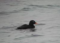 Velvet Scoter