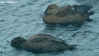 King Eider Somateria spectabilis