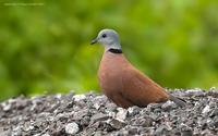 Red-Collared-Dove