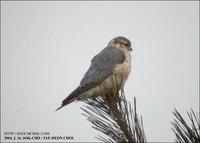 Merlin Falco columbarius 쇠황조롱이