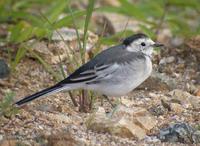 White Faced Pied Wagtail Motacilla alba leucopsis 알락할미새