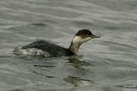 검은목농병아리(Podiceps nigricollis)  (Eared Grebe)