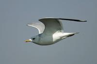 갈매기(Larus canus) (Mew Gull)