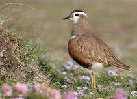 Pluvier guignard (Charadrius morinellus)