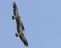 Griffon Vultures (Gyps fulvus)